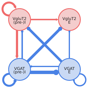 Conductance-weighted inferred circuit diagram for VgluT2 and VGAT inspiratory and expiratory populations.