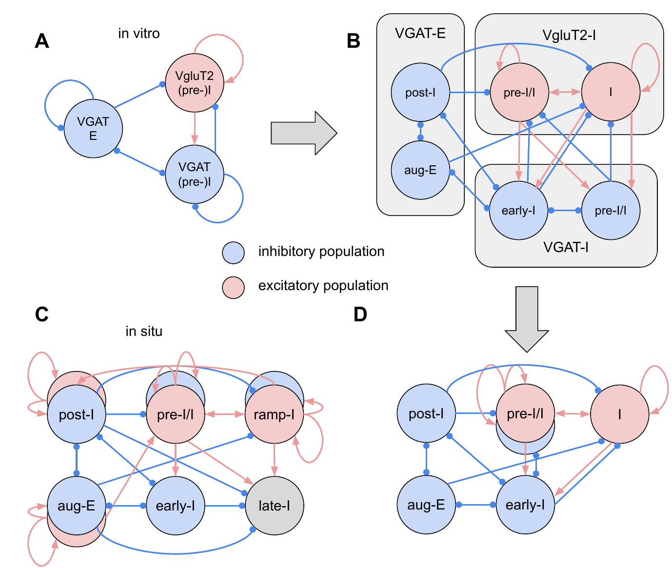 Comparison of compact in vitro circuit and expanded in situ inhibitory connectome.